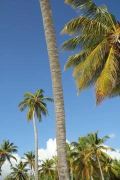 Tropical closeup Stock Photos