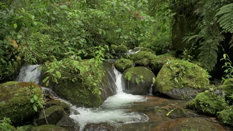 Tropical cloud forest river, La Amistad International Park, Chiriqui province Stock Footage 181080405