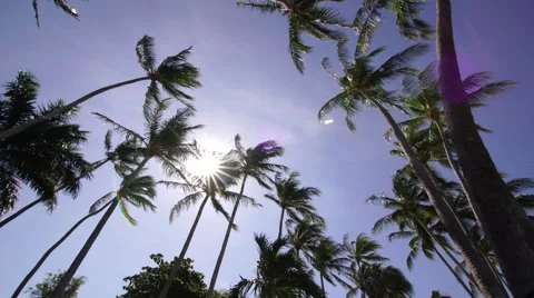 Tropical cluster of palm trees with sun and blue sky lens flare Stock Footage 61901903