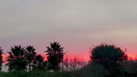 Tropical Coast at Sunset. Palm Trees sway in the Wind. Palm Branches at Sunset Stock Footage 227713818