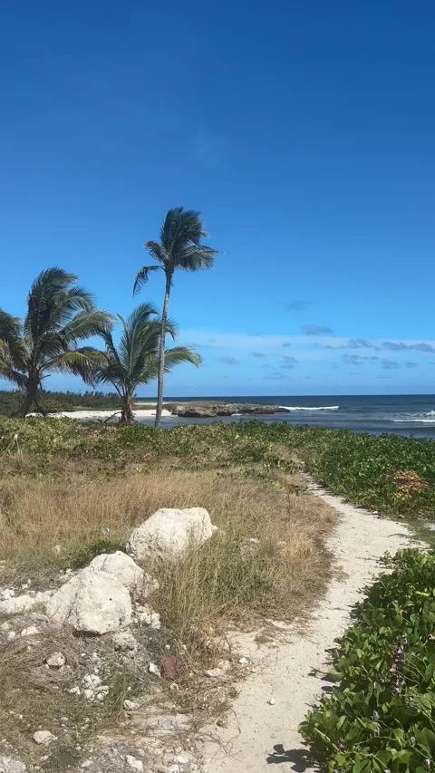 Tropical Coastal Path Walk with Palm Trees and Waves, Barbados Stock Footage 337972073