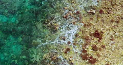 Tropical Coastal Reef Pattern Aerial Top Down Ocean Texture Stock Footage 335649674