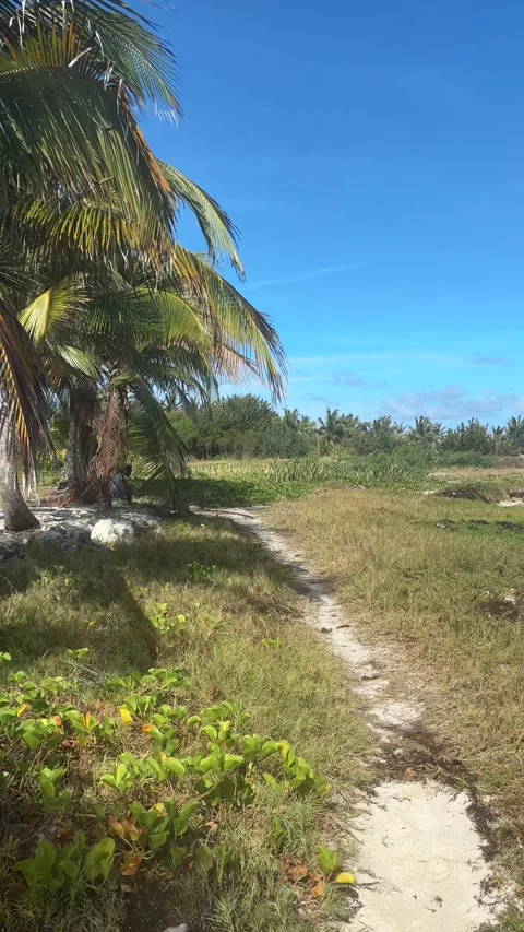 Tropical Coastal Sandy Path Through Palm Trees, Barbados Stock Footage 337972068