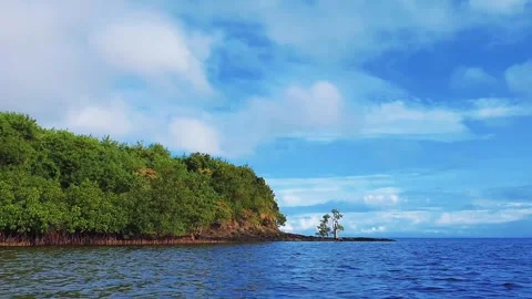 Tropical coastline with lone tree and mangrove forest under blue cloudy sky Stock Footage 333309084