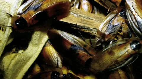 Tropical cockroaches Stock Footage 10877861