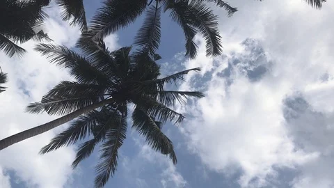 Tropical Cocnut Palm with nice blue sky in Bali Stock Footage 95035650