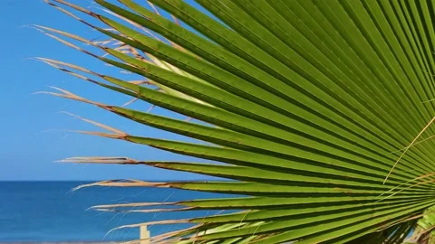 Tropical Coconut Palm Leaf Against the Blue Sea. Sways in the Wind. Stock Footage 231567557