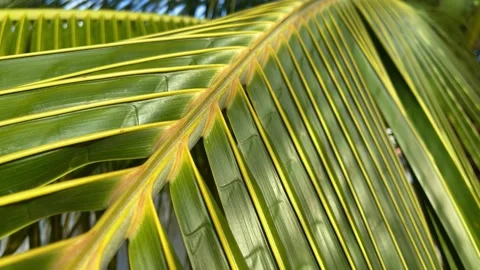 Tropical coconut palm leaf closeup. Motion of the camera. Stock Footage 188868063