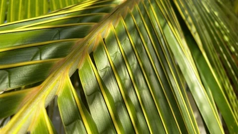 Tropical coconut palm leaf closeup. Motion of the camera. Stock Footage 189883175
