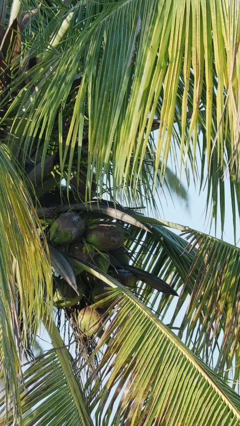 Tropical coconut palm leaf with nuts swaying in the wind. Close-up. Stock Footage 275360297