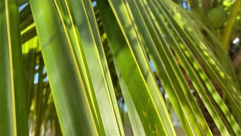 Tropical coconut palm leaf in the sunlight closeup. Motion of the camera. Stock Footage 187059427