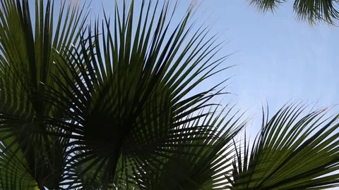 Tropical coconut palm leaf swaying in the wind with sun light. Stock Footage 213914358