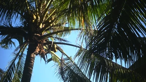 Tropical coconut palm leaf swaying in the wind with sun light, Summer background Stock Footage 246488749