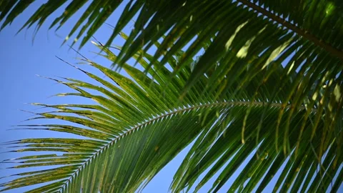 Tropical coconut palm leaf swaying in the wind with sun light, Summer background Stockbeeldmateriaal 246488833