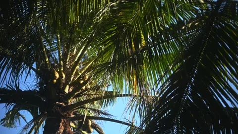 Tropical coconut palm leaf swaying in the wind with sun light, Summer background Stock Footage 246781479