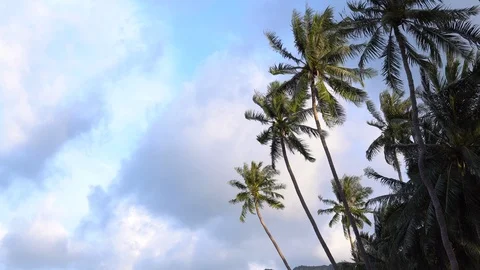 Tropical coconut palm tree blowing with the wind against blue sky and white c Vídeos de archivo 100982973