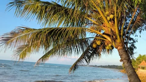 Tropical Coconut Palm Tree on Exotic Beach at Sunset Stock Footage 340340161