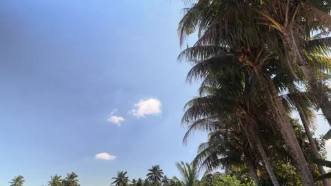 Tropical Coconut Palm Trees Against Wide Blue Sky with Copy Space Stock Footage 344041144