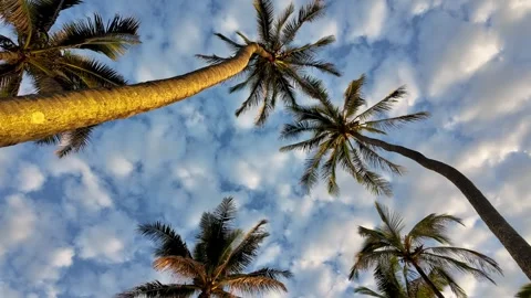 Tropical coconut palm trees with cloudy blue sky low angle view. Summer Stock Footage 283548638