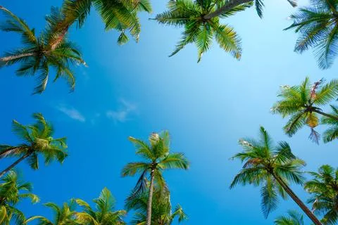 Tropical coconut palm trees frame with clear blue sky as copy space Stock Photos