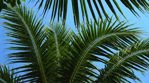Tropical Coconut Palm Trees Wind Movement Video stock 325569948
