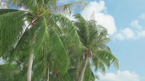 Tropical coconut palms wave 库存影片 304740885
