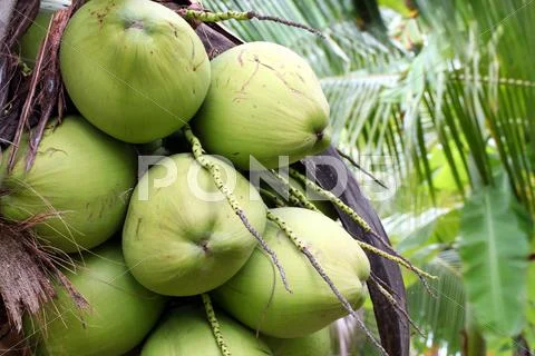 Tropical coconut Stock Photos