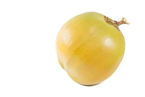 Tropical Coconut Stock Photos