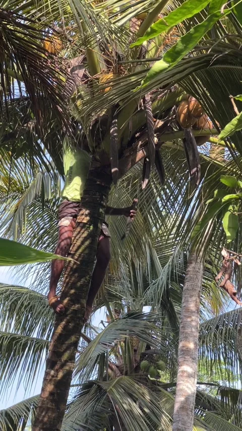 Tropical Coconut Tree Climbing Adventure Stock Footage 257581509