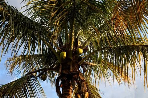 Tropical coconut tree with coconuts under the sky Stock Photos