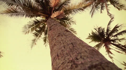 Tropical Coconut Tree Stock Footage 23707083