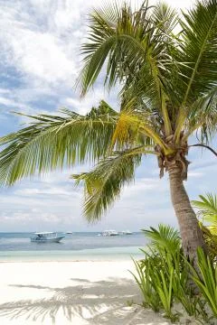 Tropical Coconut Tree Stock Photos