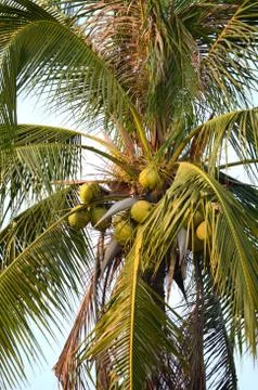 Tropical Coconut Tree Stock Photos