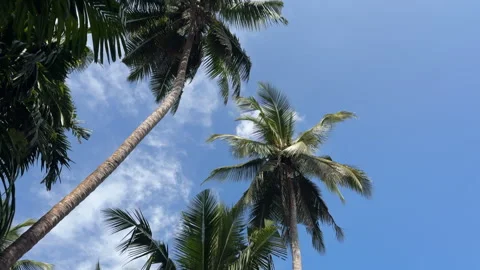 Tropical Coconut Trees Seen from Below 스톡 동영상 332553636