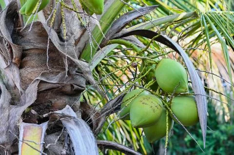 Tropical coconuts fruit on coconuts tree plant close up Stock Photos