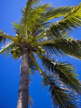 Tropical coconuts Stock Photos