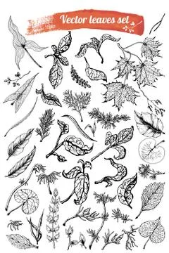 Tropical collection. Botanical hand drawn illustration. Template design for sale Stock Illustration