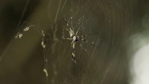 Tropical colored spider Stock Footage 82946400