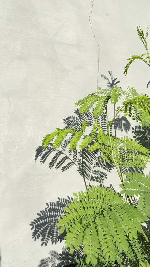 Tropical Compound Leaves and Shadows on Minimal Concrete Wall Stock Footage 334853331