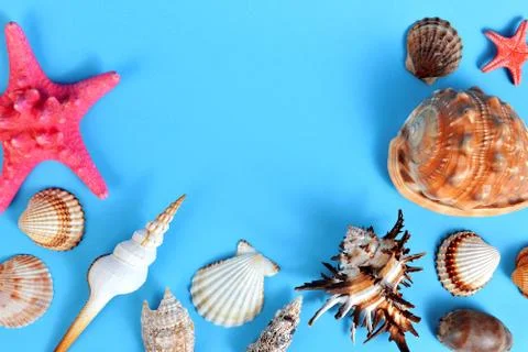 Tropical conch shells with starfish. Stock Photos