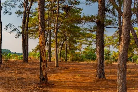 A tropical coniferous tree. Stock-Fotos