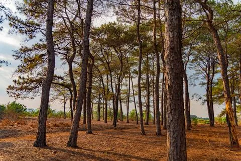 A tropical coniferous tree. Stock Photos
