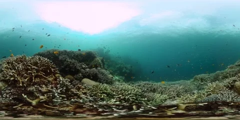Tropical coral reef and fish underwater. Stock Footage 252010643