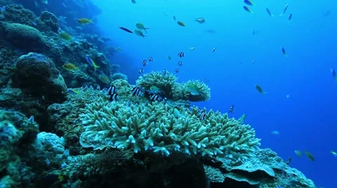 Tropical coral reef and small fish Stock Footage 42045494