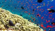 Tropical Coral Reef And Small Fishes In The Red Sea. Stock Footage