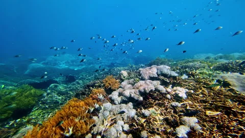Tropical Coral Reef Ecosystem Background with School of Fish – Bali Underwater Stock Footage 330987180