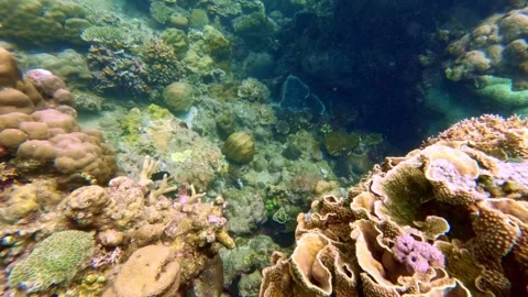 Tropical Coral Reef Ecosystem Slow Motion Dive, Indonesia Stock Footage 343407157