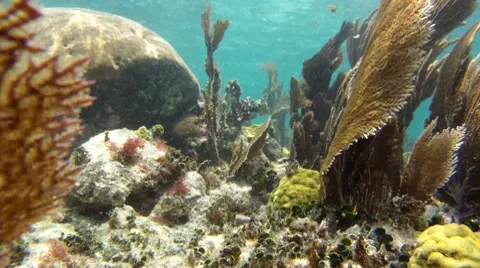 Tropical Coral Reef Stock Footage 7755071