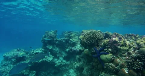 Tropical Coral Reef Stock Footage 67885633