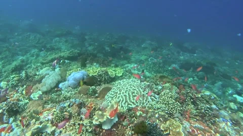 Tropical coral reef Stock Footage 328898006